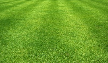 Çimen alanı Yeşil çimen arkaplanı