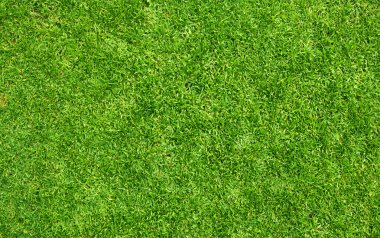 Çimen alanı Yeşil çimen arkaplanı