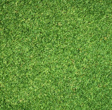 Güzel yeşil çimen dokusu