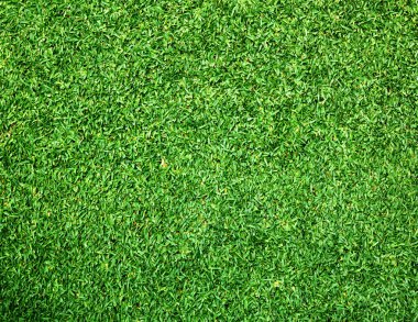 Güzel yeşil çimen dokusu