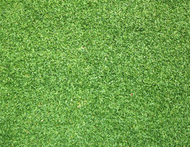 Güzel yeşil çimen dokusu
