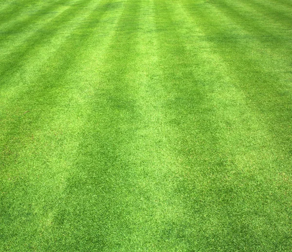 Mooie groene gras textuur Stockfoto