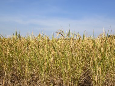 Paddy alanları pirinç