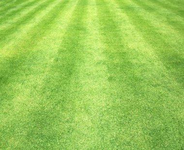 Çim arka plan soyut