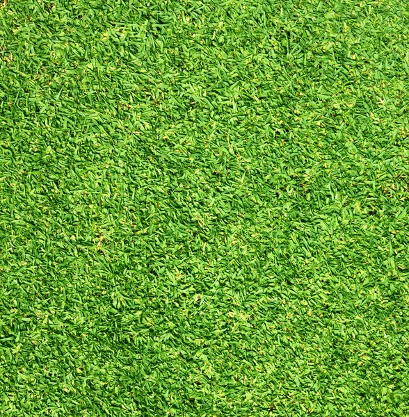 Grass   green   background — Stock Photo, Image