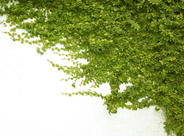 The Green Creeper — Stock Photo, Image