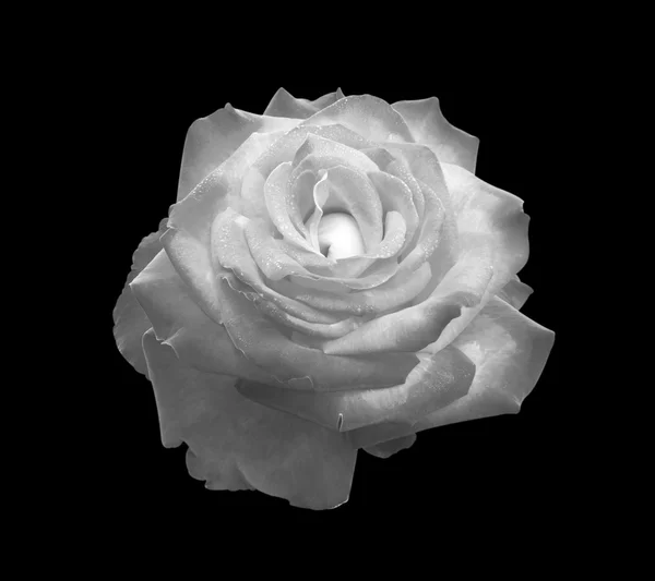 Róże na czarnym tle — Zdjęcie stockowe