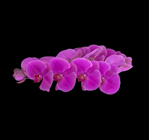 Fundo de flores de orquídea — Fotografia de Stock