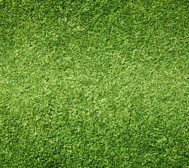 Güzel yeşil çimen dokusu
