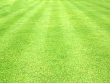 Güzel yeşil çimen dokusu