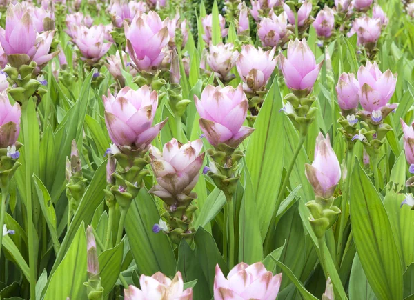 Champ de fleurs de tulipes siam — Photo