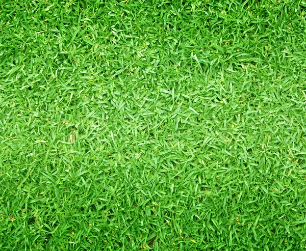Terrains de golf pelouse verte — Photo