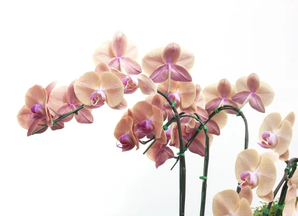 Natural Orchid flowers — Stock Photo, Image