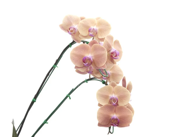 Fleurs d'orchidée naturelles — Photo