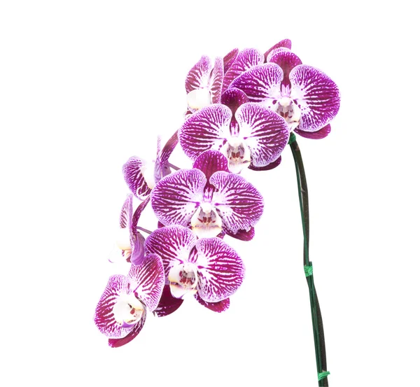 Flores naturais da orquídea — Fotografia de Stock