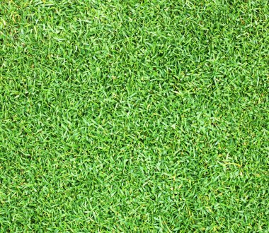 Golf sahaları yeşil çim