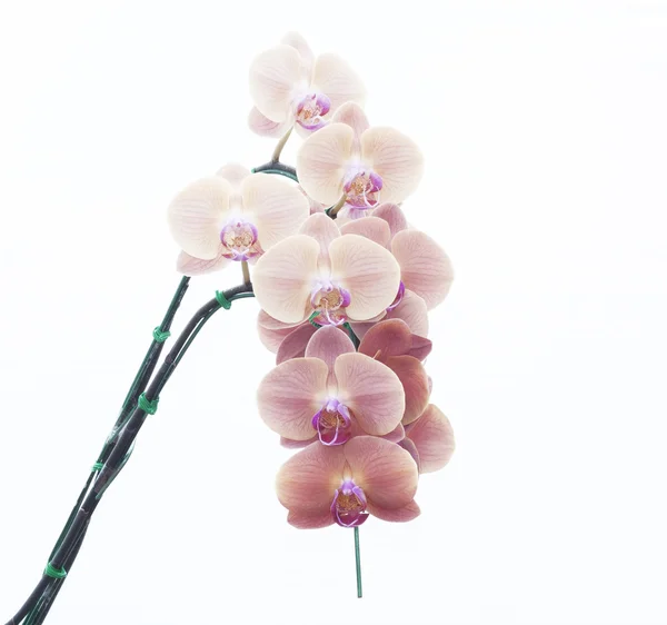 Orchid květy růžové — Stock fotografie