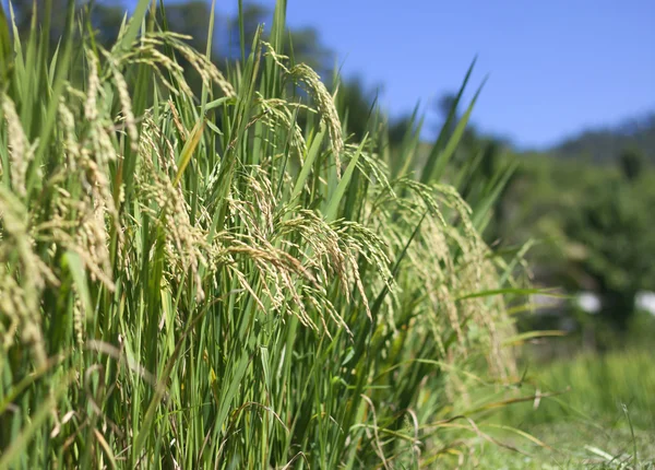 Rijst velden thailand — Stockfoto