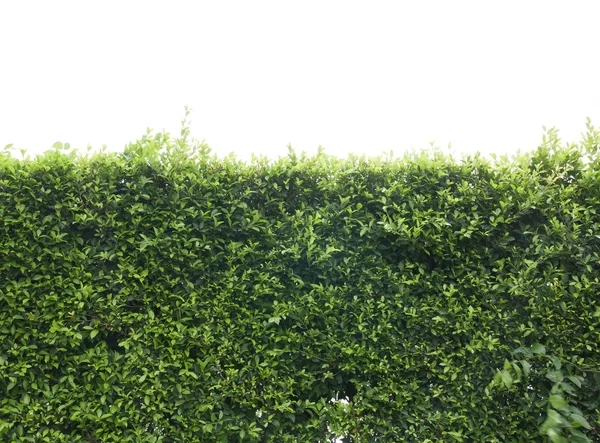 Дерева кущі зелене листя — стокове фото