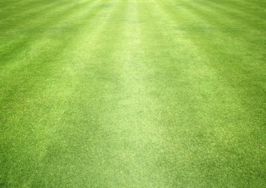 Golf sahaları yeşil çim