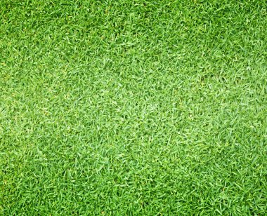 Golf sahaları yeşil çim