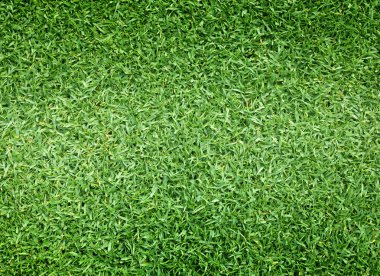 Golf sahaları yeşil çim