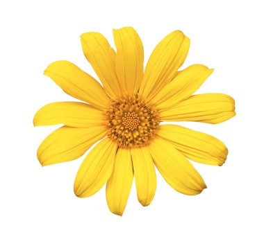 Japon ayçiçeği sarı