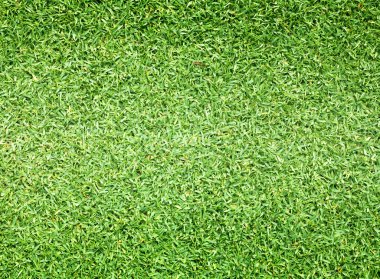 Golf sahaları yeşil çim