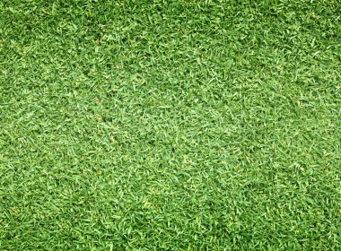 Golf sahaları yeşil çim