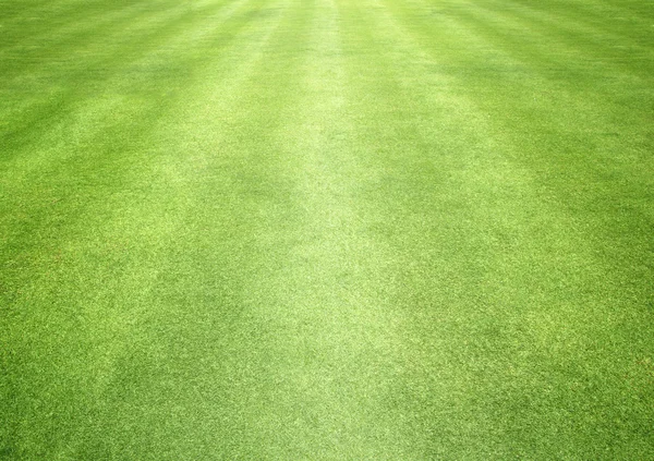 Golf sahaları yeşil çim