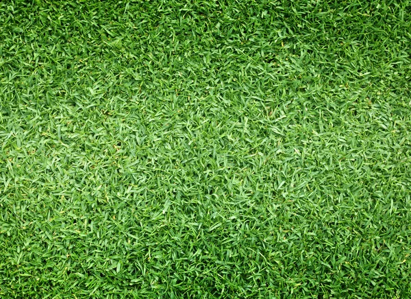 Golfbanen groene gazon — Stockfoto