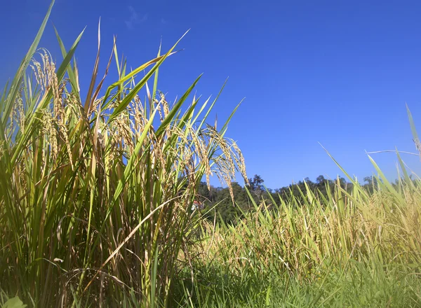 Reisfelder in Thailand — Stockfoto