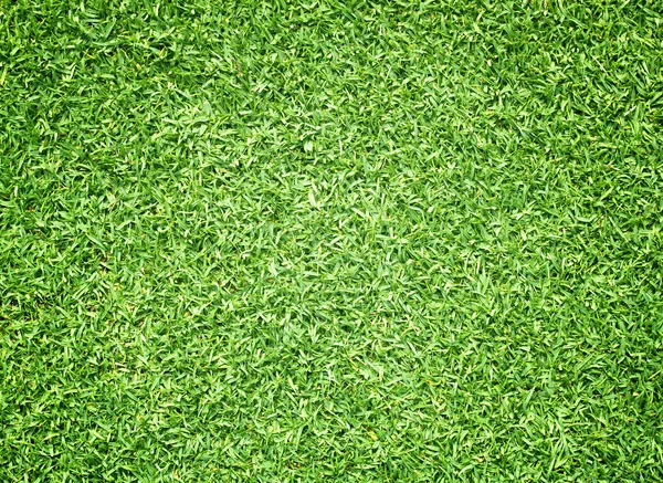 Поле для гольфу зелений газон — стокове фото