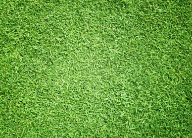 Golf sahaları yeşil çim