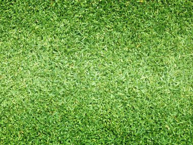 Golf sahaları yeşil çim