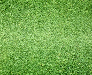 Golf sahaları yeşil çim