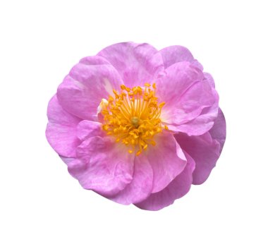 gül pembe çiçekler