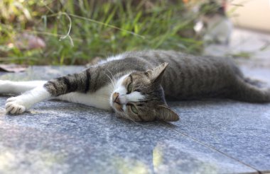 Tay kedi eylem arıyorsunuz