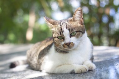 Tay kedi eylem arıyorsunuz