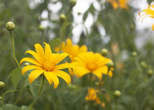 黄色のタイのニトベギク属コメツガ花フィールド — ストック写真