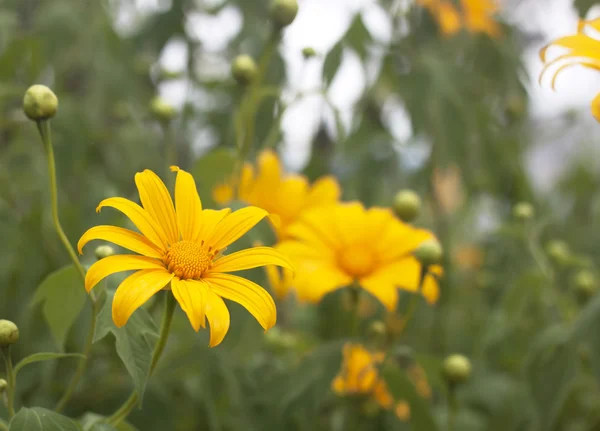 Żółty Tithonia diversifolia kwiaty pole w Tajlandii — Zdjęcie stockowe