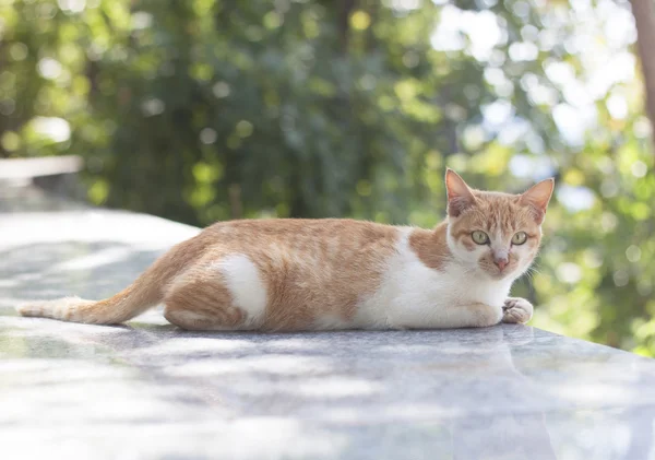タイ語で猫のアクションを探しています。 — ストック写真