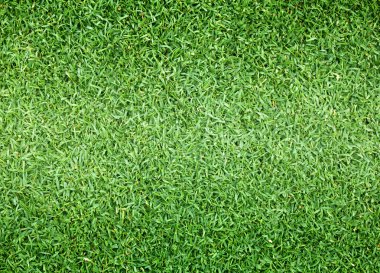 Golf sahaları yeşil çim