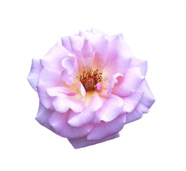 gül pembe çiçekler