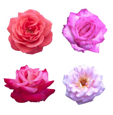 gül pembe çiçekler