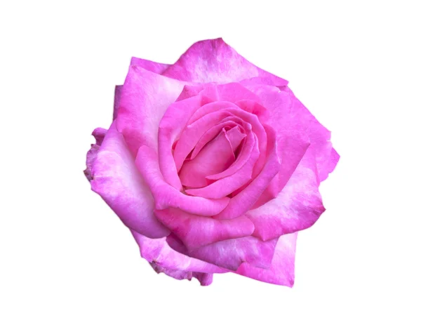 Rose fleurs roses — Photo