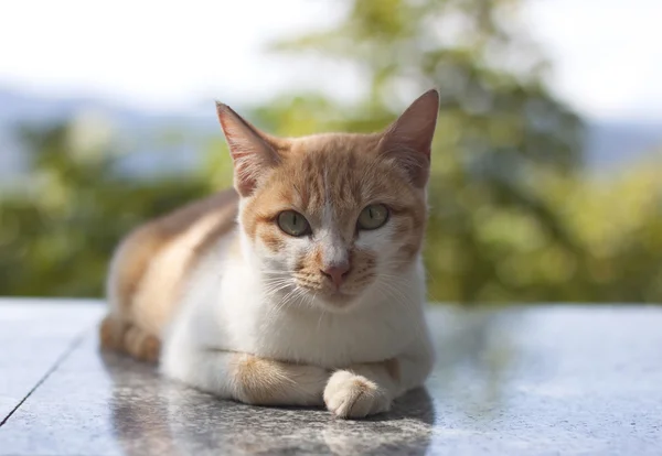 Gato de estimação bonito — Fotografia de Stock