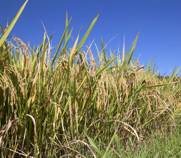 Campos de arroz na Tailândia — Fotografia de Stock