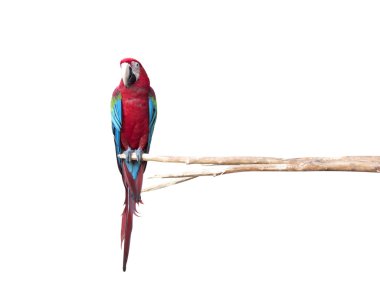 Beautiful Pet Parrot