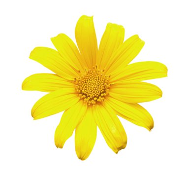 Sarı Tithonia diversifolia çiçek
